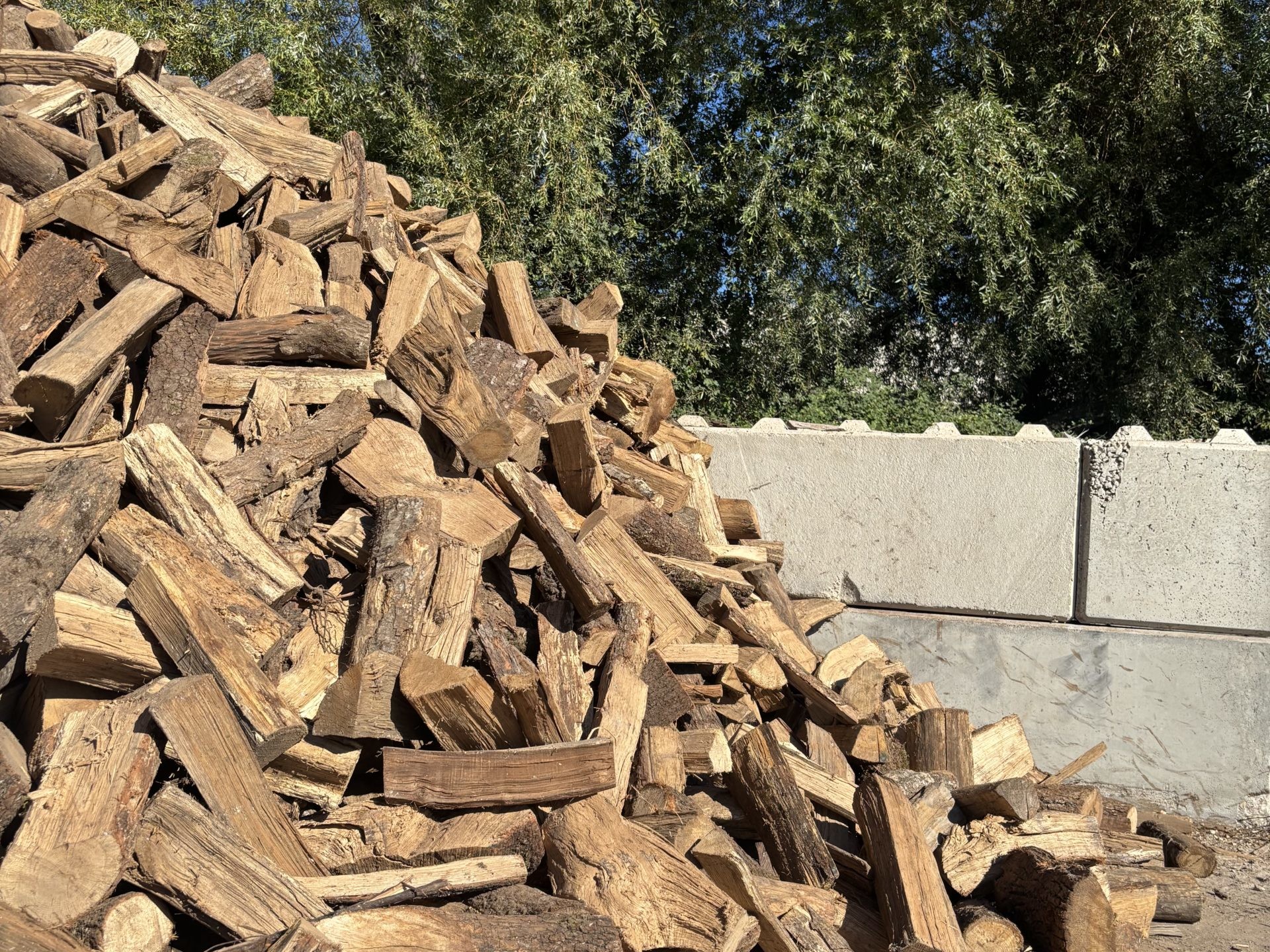 Tas de bûches devant des arbres